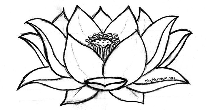 lotus (c)blogbionature
