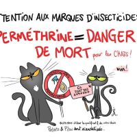 Chats et insecticides : attention !